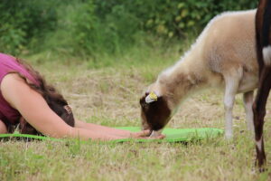 Teambuilding Firmenevents Yoga Auszeit Schafe Leipzig Halle