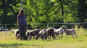 Teambuilding Firmenevents Yoga Auszeit Schafe Leipzig Halle